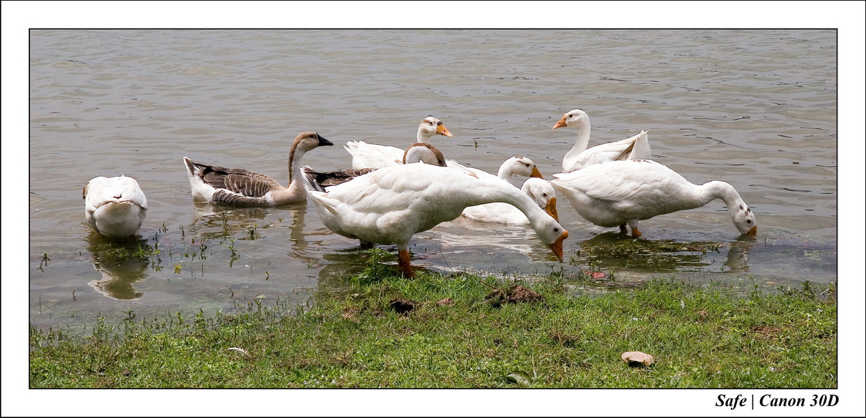 2006 - 07 - Temple angkor - Oies 4